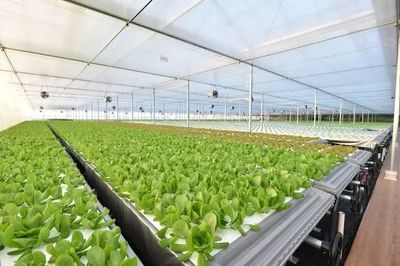 年產(chǎn)19茬蔬菜的工廠到底有多“恐怖”？全面揭秘京東植物工廠