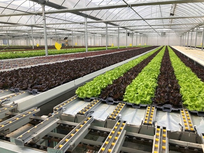 孫橋農(nóng)業(yè)智能化蔬菜工廠建設(shè)圓滿完工，苗木產(chǎn)業(yè)邁向新紀(jì)元